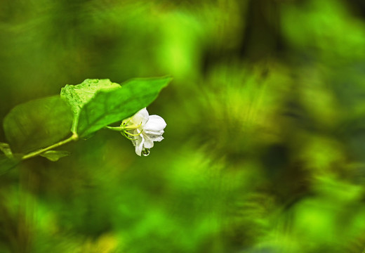 植物特写