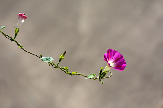 牵牛花