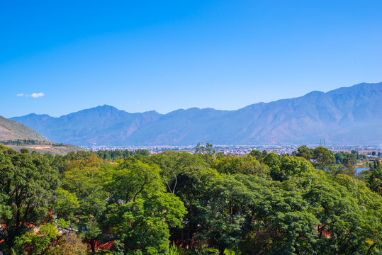 鹤阳寺树林