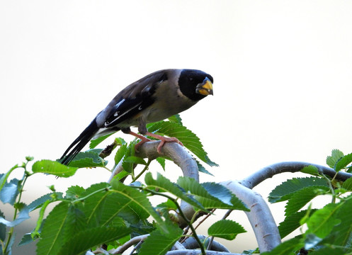 蜡嘴雀