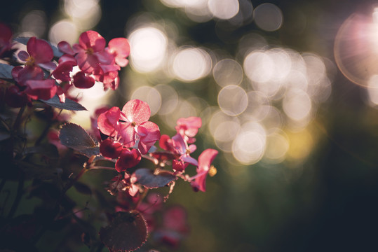 夕阳下的花朵