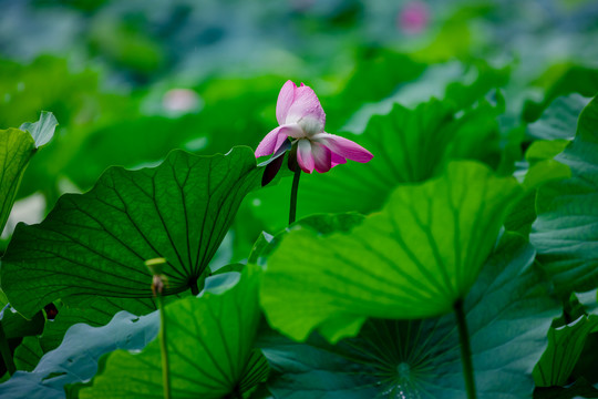 圆明园的荷花