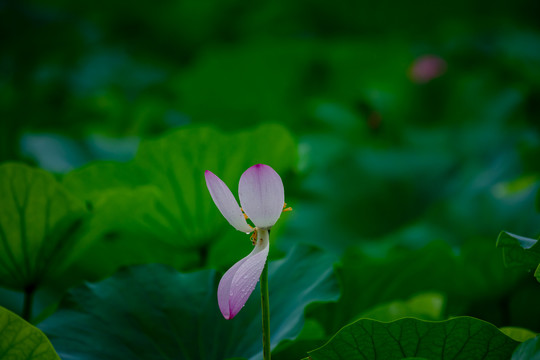 圆明园的荷花