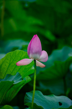 圆明园的荷花