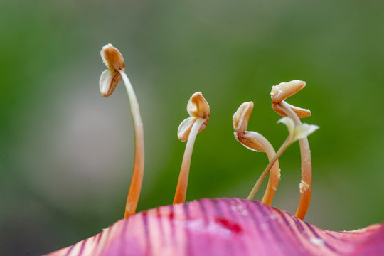 花瓣花蕊