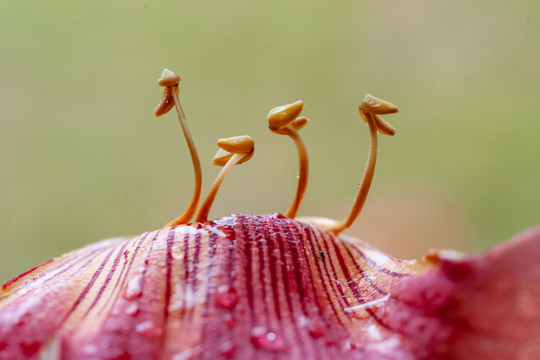 花蕊