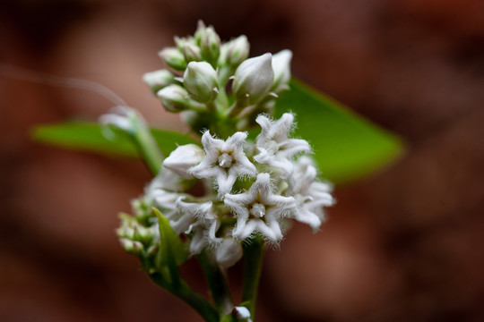 小清新白花