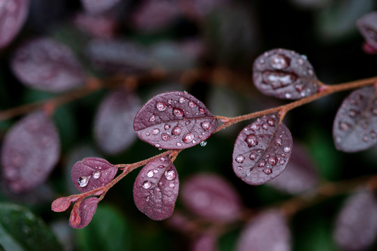 水珠