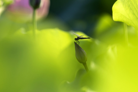 荷花上蜻蜓飞舞