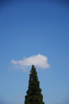 松树云朵