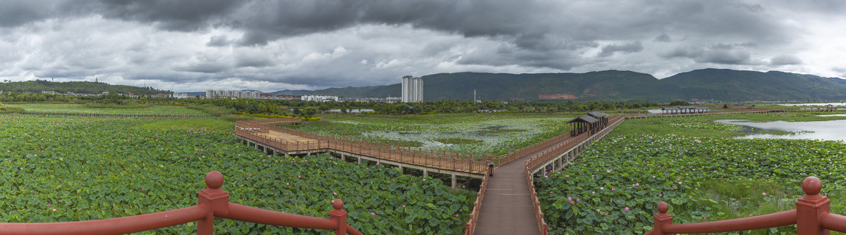 云南石屏异龙湖荷花观景道全景图