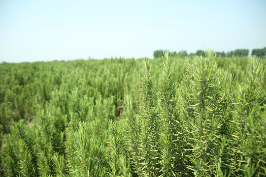 迷迭香种植基地