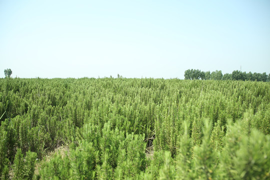 迷迭香种植基地