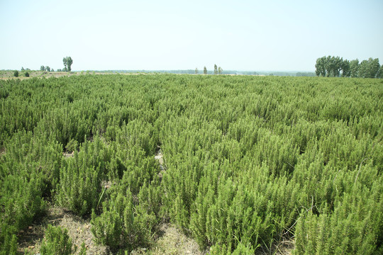 迷迭香种植基地