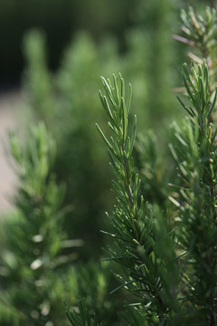 迷迭香种植基地