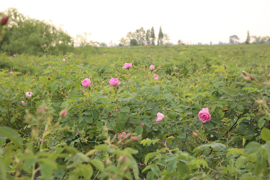 大马士革玫瑰种植基地