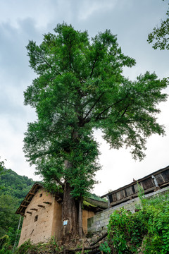 银杏树