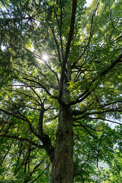 栓皮栎树