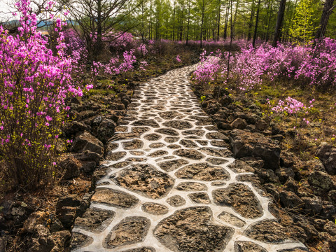 火山熔岩铺路杜鹃花