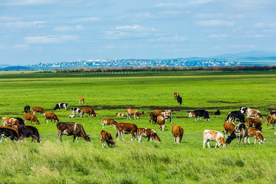 夏季草原放牧牛群
