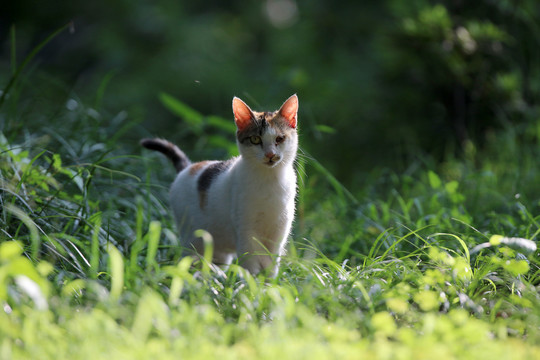 江苏淮安公园中的流浪猫