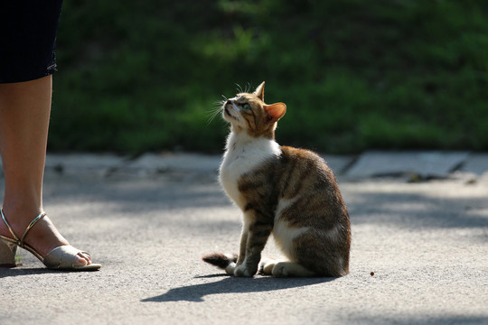 江苏淮安公园中的流浪猫