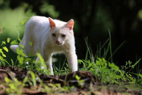 江苏淮安公园中的流浪猫