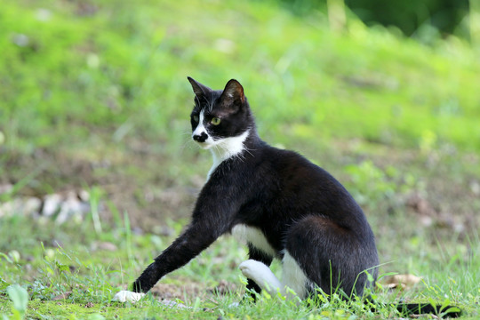 江苏淮安公园中的流浪猫