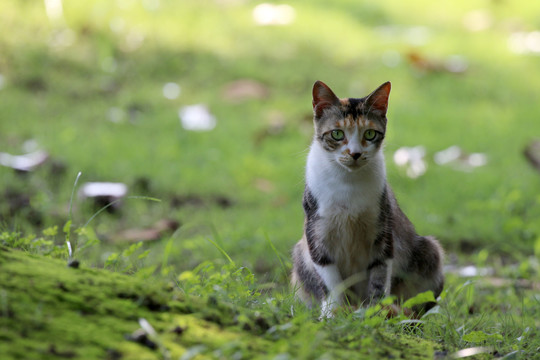 江苏淮安公园中的流浪猫