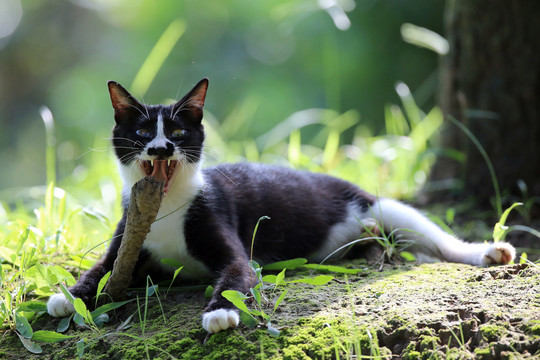 江苏淮安公园中的流浪猫