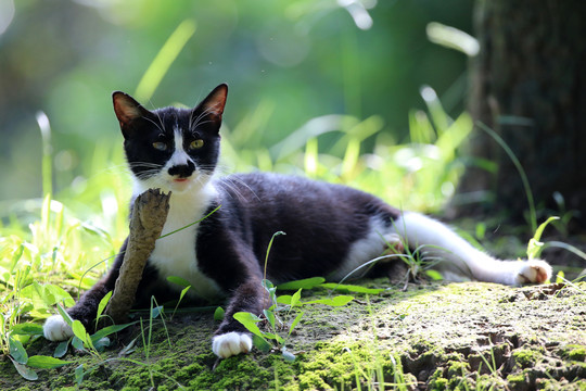 江苏淮安公园中的流浪猫