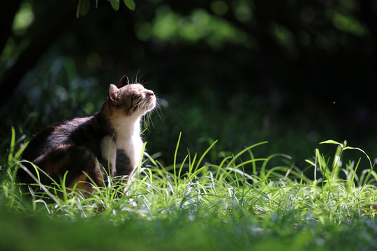 江苏淮安公园中的流浪猫