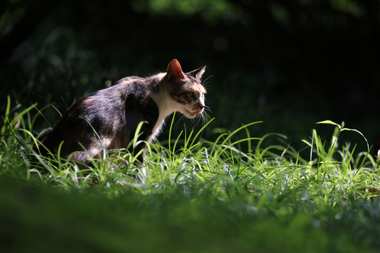 江苏淮安公园中的流浪猫