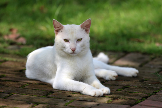 江苏淮安公园中的流浪猫