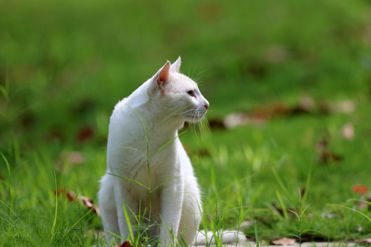 江苏淮安公园中的流浪猫