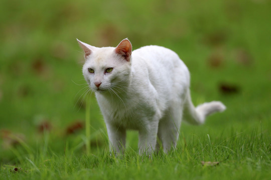 江苏淮安公园中的流浪猫