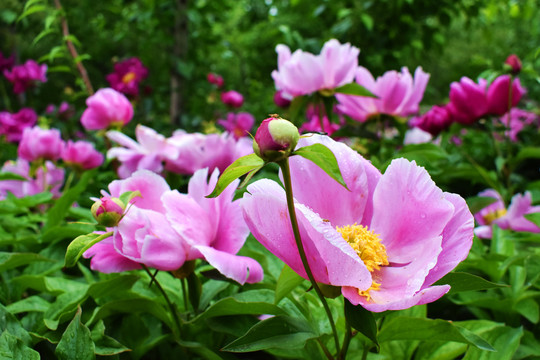 芍药花素材