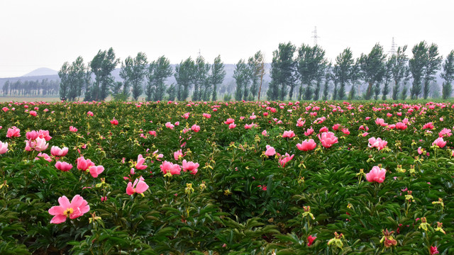 花卉基地