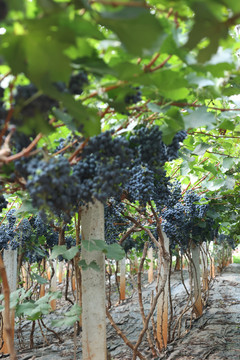 颗粒饱满的水果葡萄酿酒葡萄