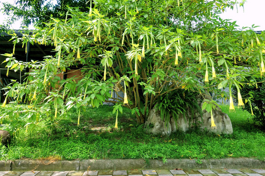 黄色曼陀罗花