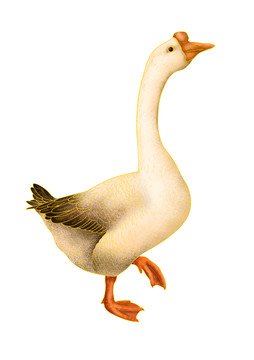 鵝