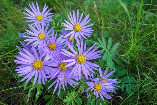 狗娃花