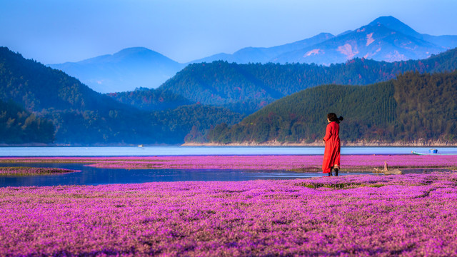 远山湖泊蓼子花海