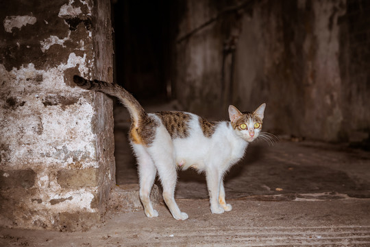 胡同里的小花猫