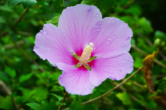 木槿花