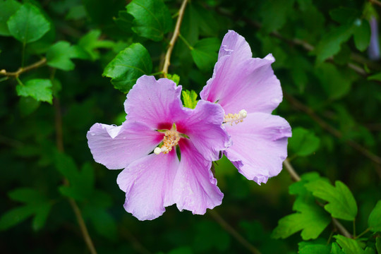 木槿花