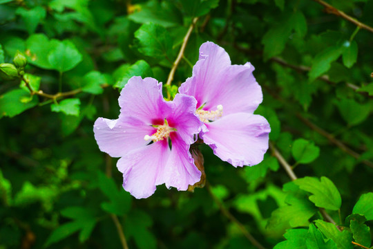 木槿花