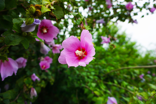 木槿花