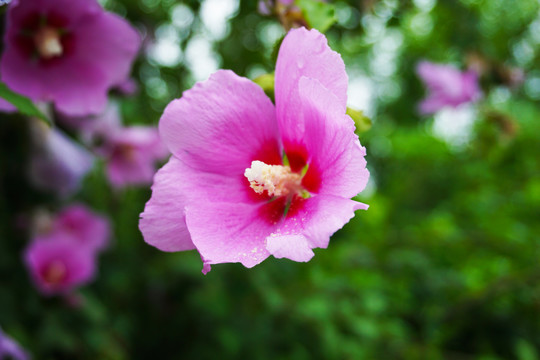 木槿花