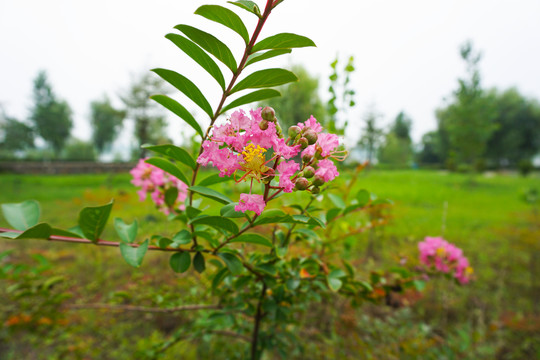 紫薇花